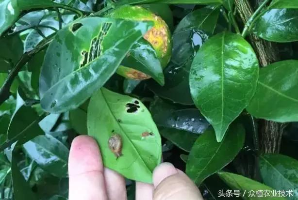 柑橘病虫害蜗牛,柑橘杀锈壁虱蓟马有什么好药