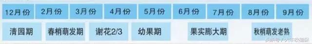 致命的小黑点!一旦染上这种病,柑橘彻底毁容,果农收入减半