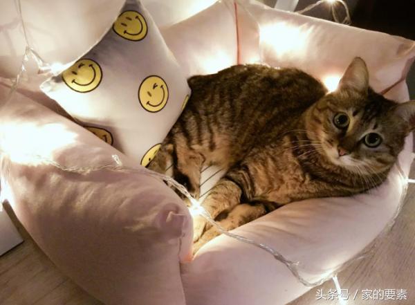 60平小家过出顶级的幸福感,唐长老和玉兔精的没羞没臊日常