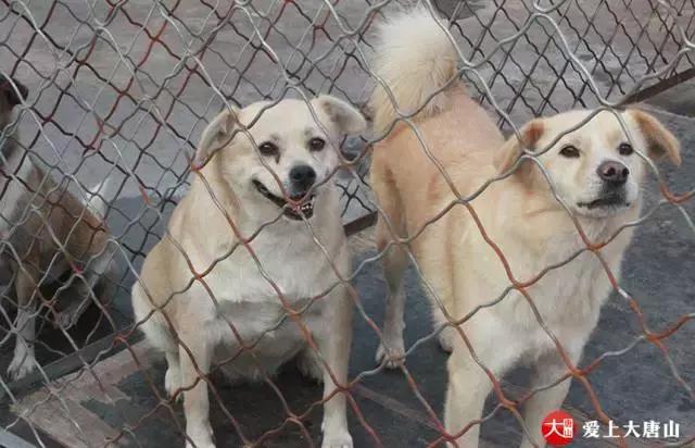 我们用镜头记录生活,记录流浪狗真实生活