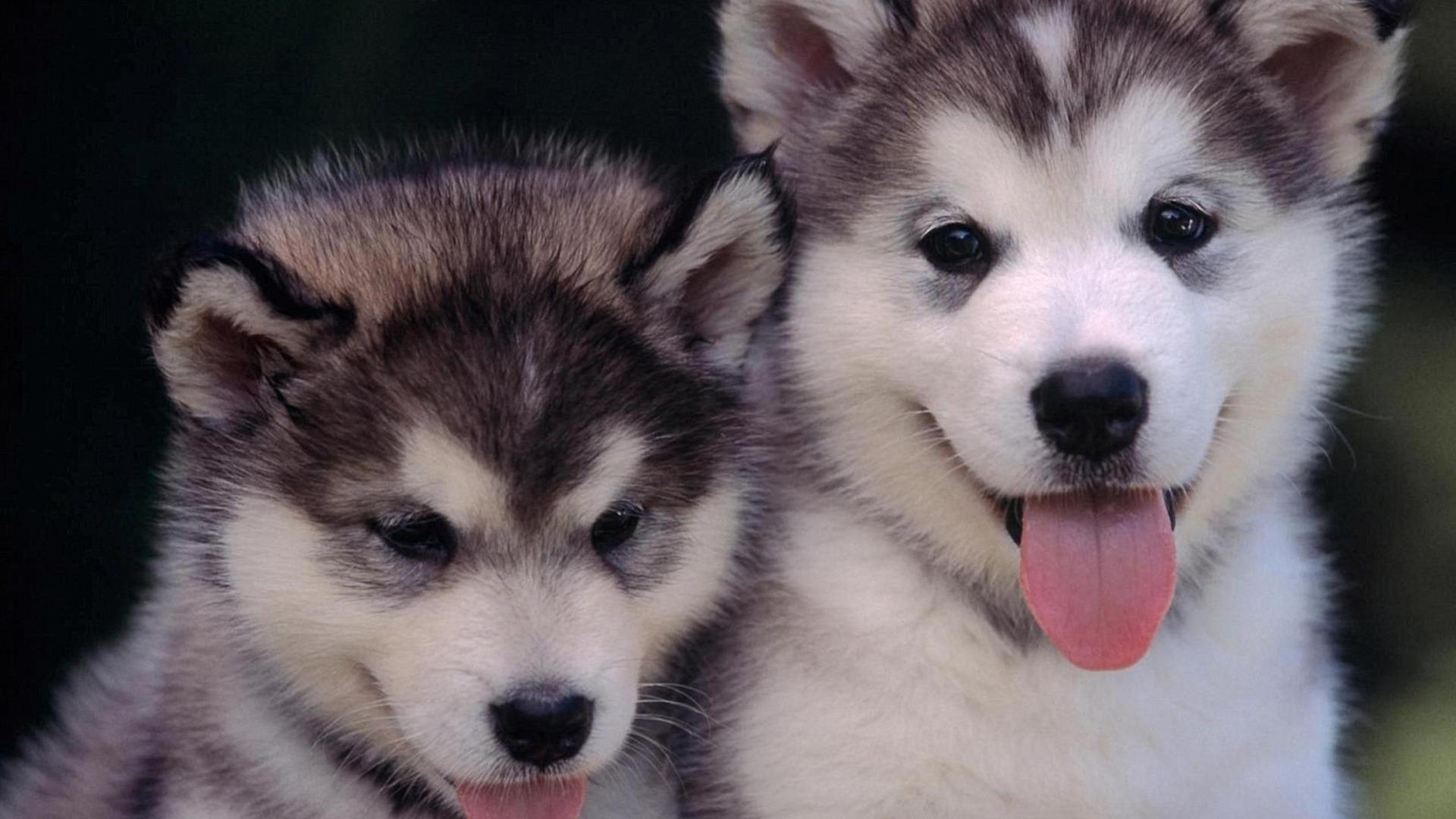 第一名阿拉斯加雪橇犬,阿拉斯加犬叫什么名字比较好