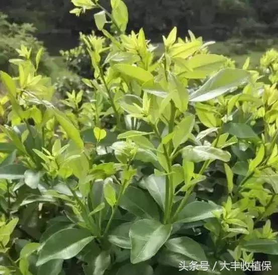 致命的小黑点!一旦染上这种病,柑橘彻底毁容,果农收入减半