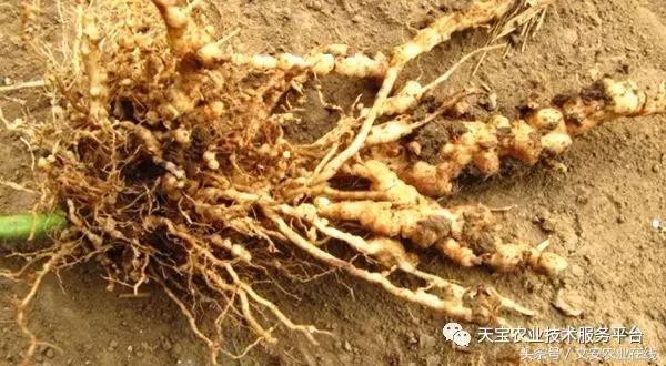 治根结线虫最好的菌剂,大姜根结线虫用什么药