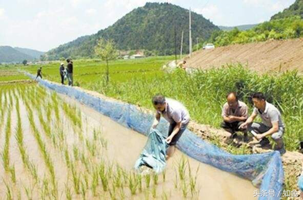 四川养泥鳅大王,中国泥鳅大王