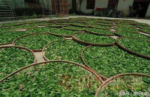 安溪铁观音茶发源地,安溪铁观音是哪个省份的名茶