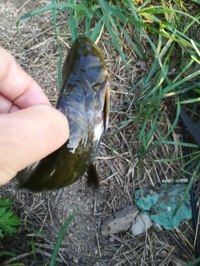 偶遇新物种，独战板鲫群