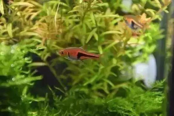 家装水景鱼缸造型全景,家居水景大号