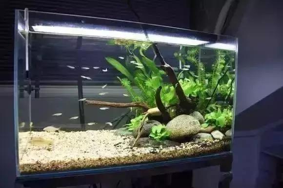 家装水景鱼缸造型全景,家居水景大号