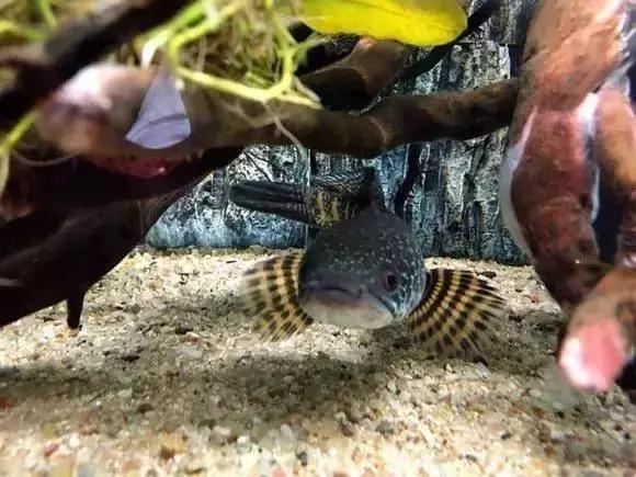 家装水景鱼缸造型全景,家居水景大号