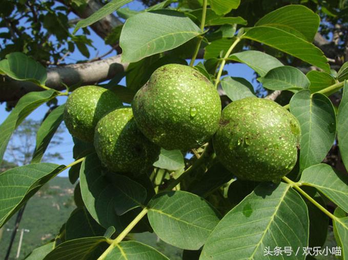 给朋友寄了箱绿皮核桃，他说这水果太苦了！吃完牙齿嘴唇还发黑！