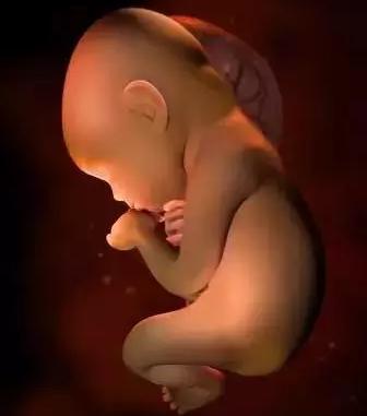 生命的由来胚胎发育全过程动画,生命发育的过程