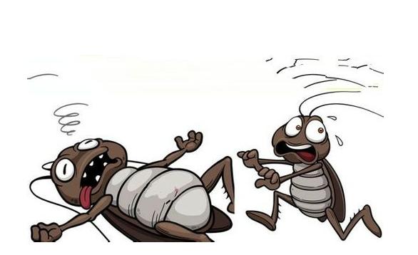 蟑螂怎么消灭最彻底蟑螂习性,家里有蟑螂怎么才能把蟑螂消灭掉