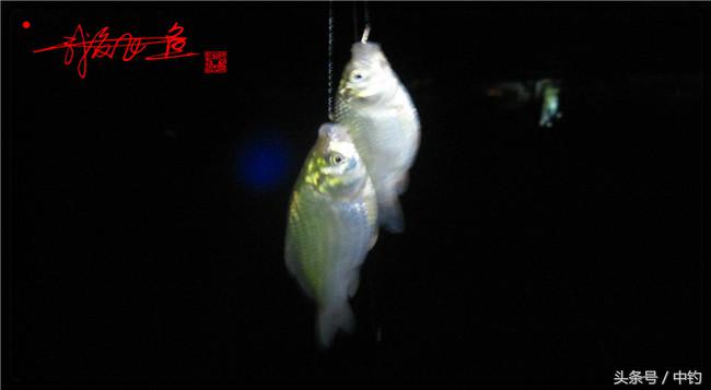 乌河湿地公园夜钓鱼,乌水边夜钓