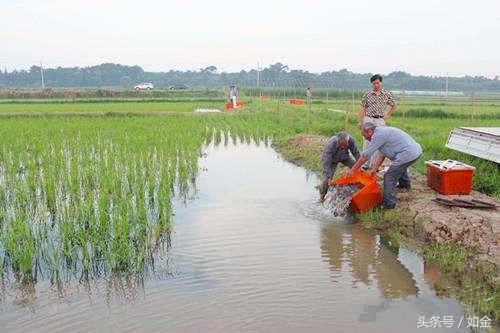 四川养泥鳅大王,中国泥鳅大王