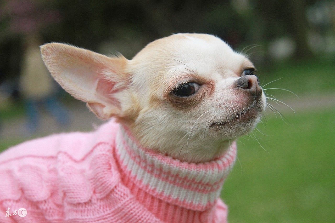 狗狗细小初期怎么治最有效,狗狗得了细小怎么治不吃不喝