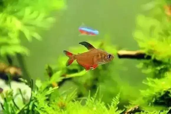 家装水景鱼缸造型全景,家居水景大号