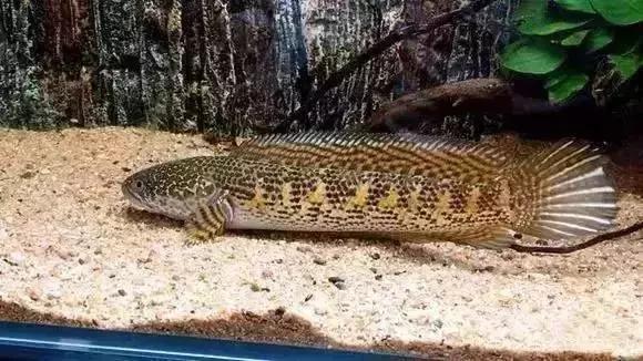 家装水景鱼缸造型全景,家居水景大号