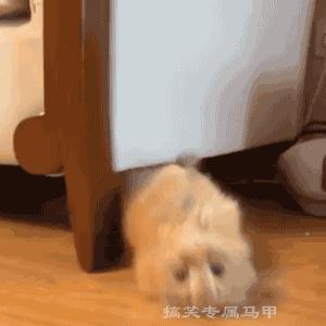 搞笑gif图再不逃就来不及了,搞笑gif趣图给我点面子行不行