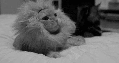 为什么玛丽莲梦露要穿麻袋,梦露贝克汉姆米兰达可儿