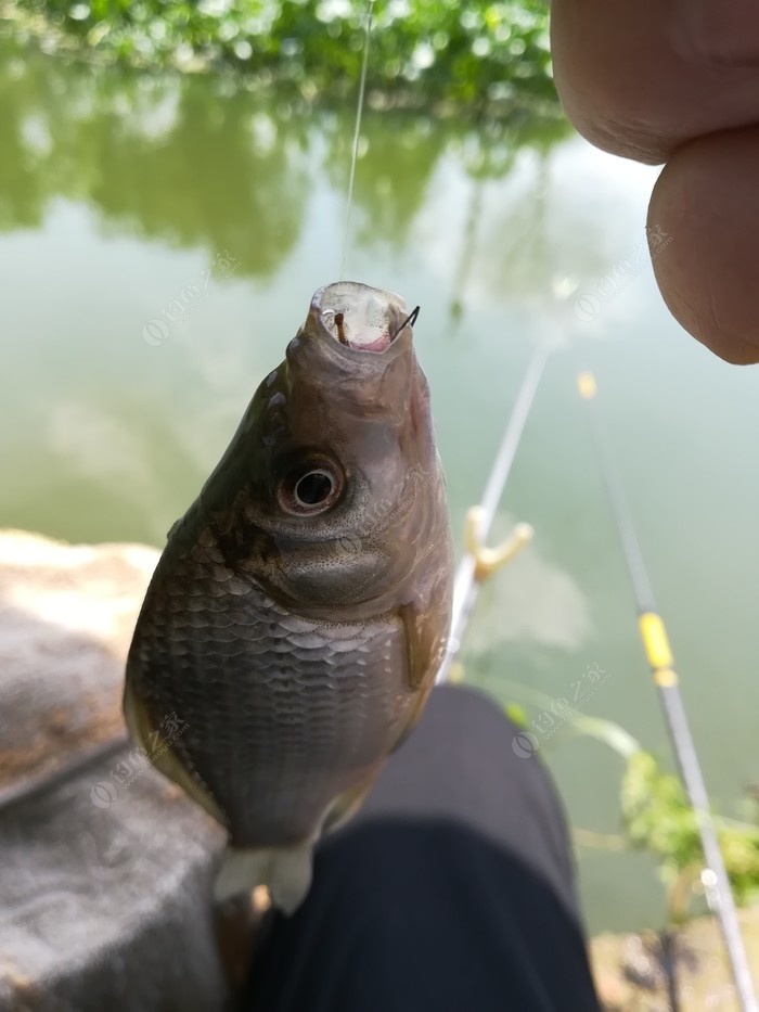 偶遇新物种，独战板鲫群