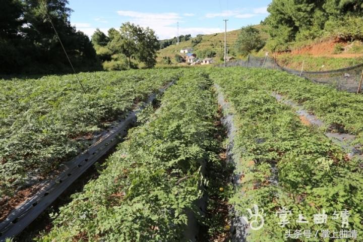 晏廷章：陡红山上种当归