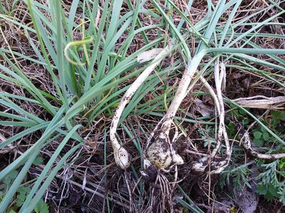 什么野菜可以吃也可入药,常见一种野菜有一定的药用价值