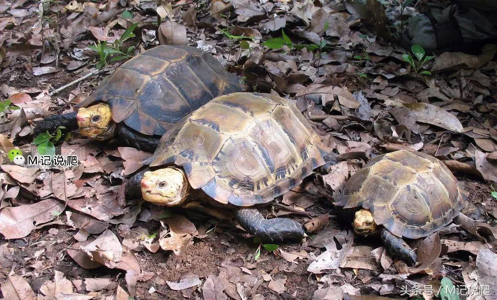 凹甲陆龟的优缺点,凹甲陆龟可以养吗