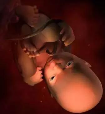 生命的由来胚胎发育全过程动画,生命发育的过程