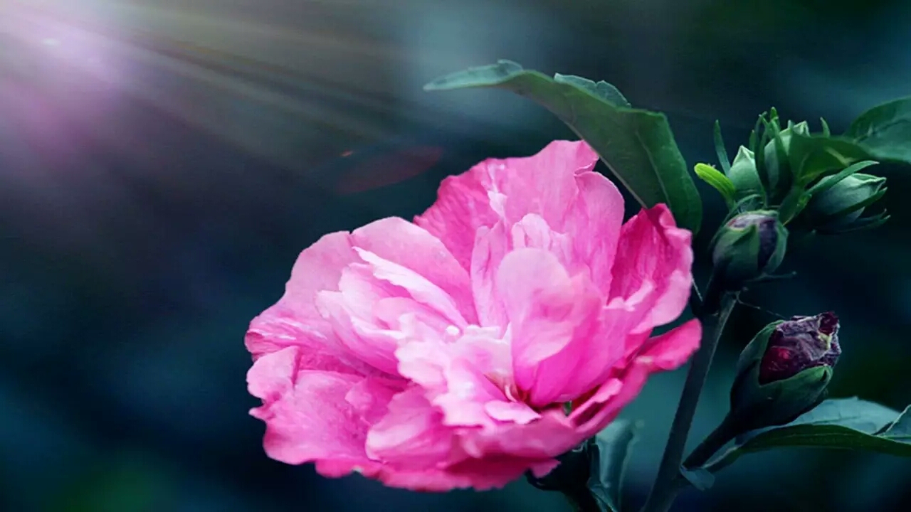 各国的国花有哪些,各国的国花及其象征意义