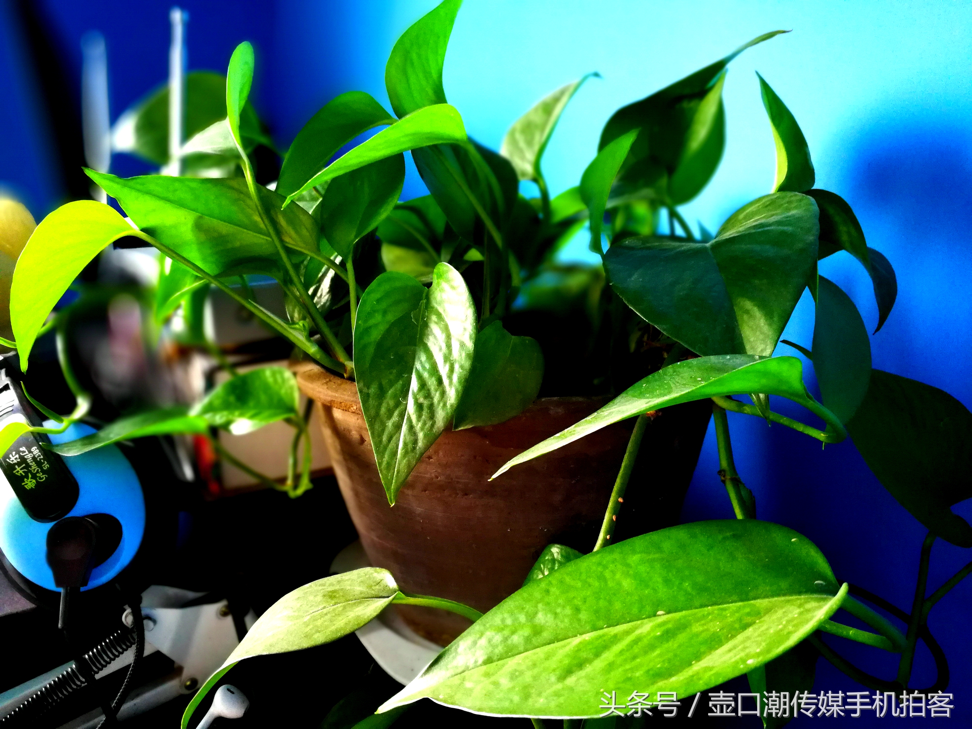 临汾:手机拍拍工作室的花~再好的装修也比不了和大自然和谐相处