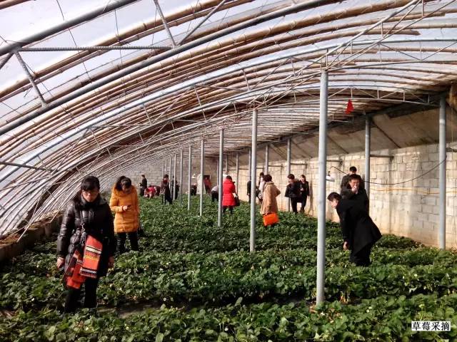 乳山大秧歌历史渊源,乳山旱稻