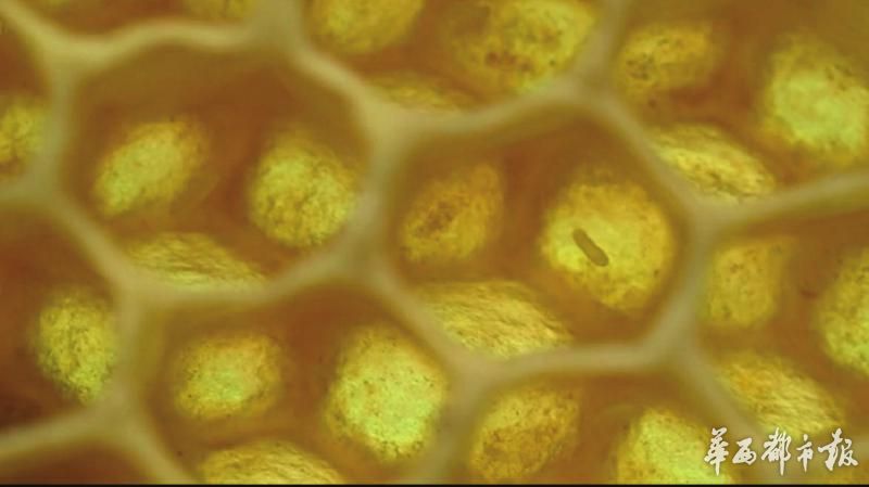 舌尖上的甜蜜探馆,舌尖上的甜蜜