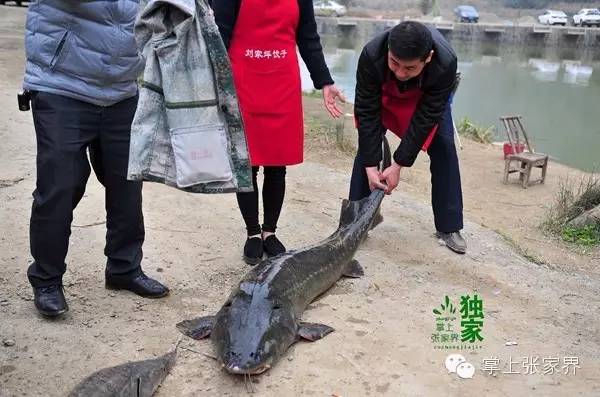 钓了8小时鱼塘老板哭了,黑坑老板被钓鱼人打崩溃