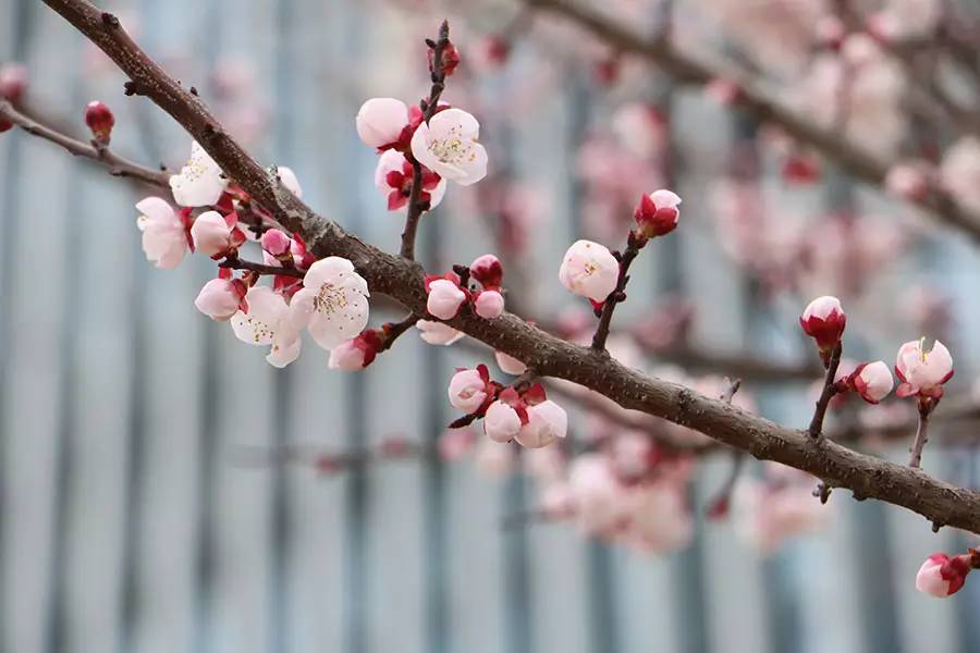 南京十大赏花胜地,南京玄武湖春季赏花攻略请收好