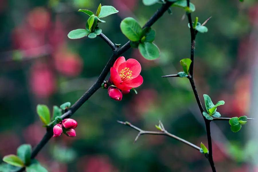 南京十大赏花胜地,南京玄武湖春季赏花攻略请收好