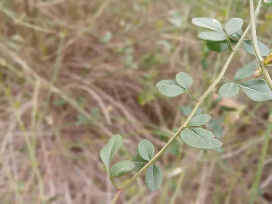 南京十大赏花胜地,南京玄武湖春季赏花攻略请收好