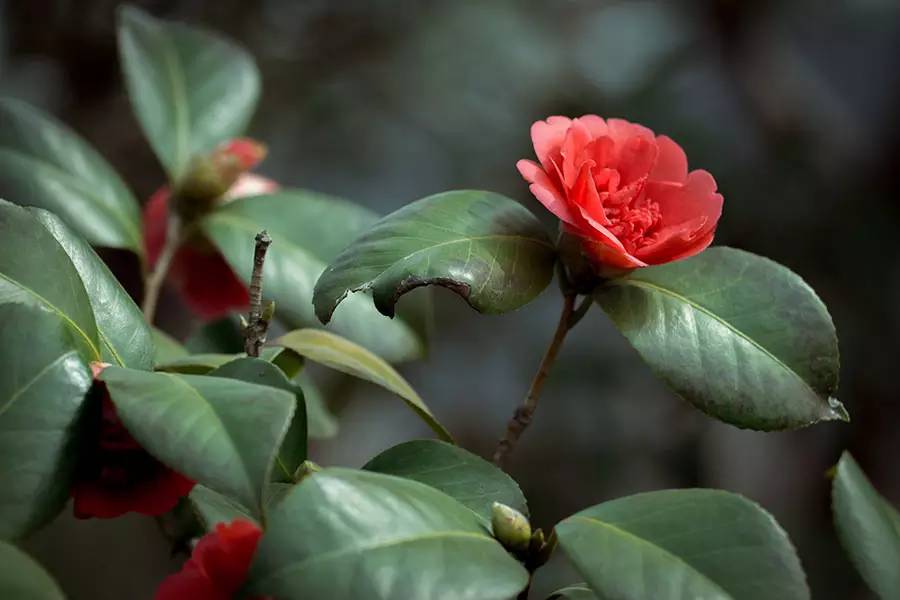 南京十大赏花胜地,南京玄武湖春季赏花攻略请收好