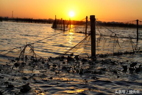 黄油蟹中极品黄膏香气诱人,黄油蟹有多肥美鲜香