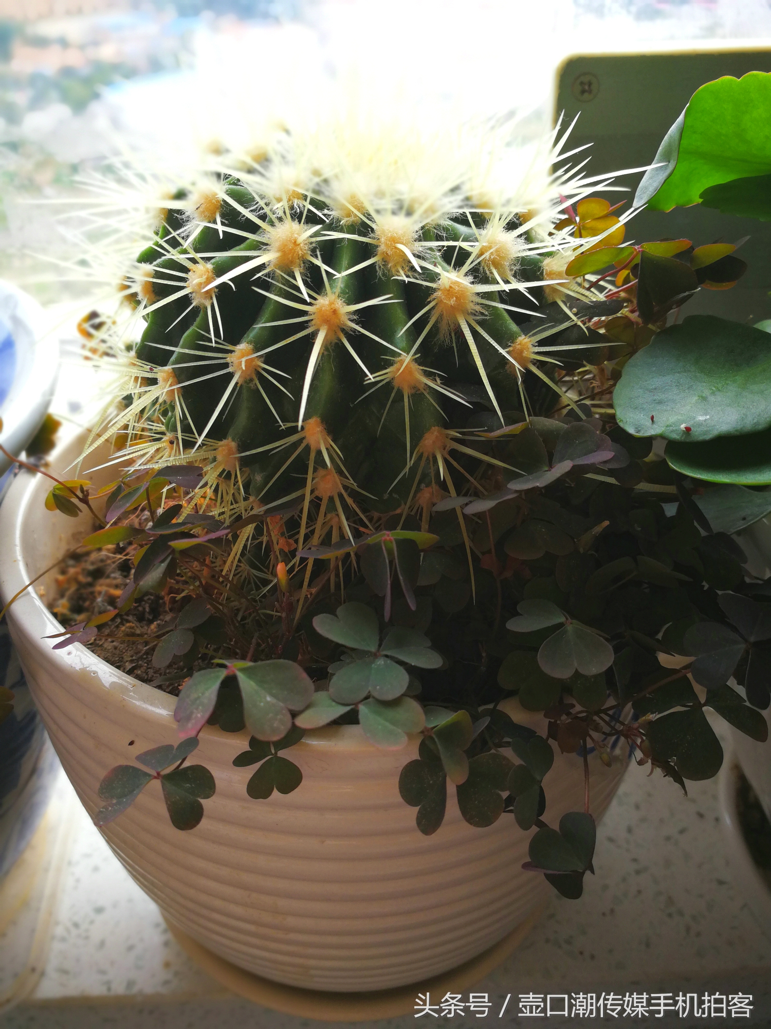 临汾:手机拍拍工作室的花~再好的装修也比不了和大自然和谐相处