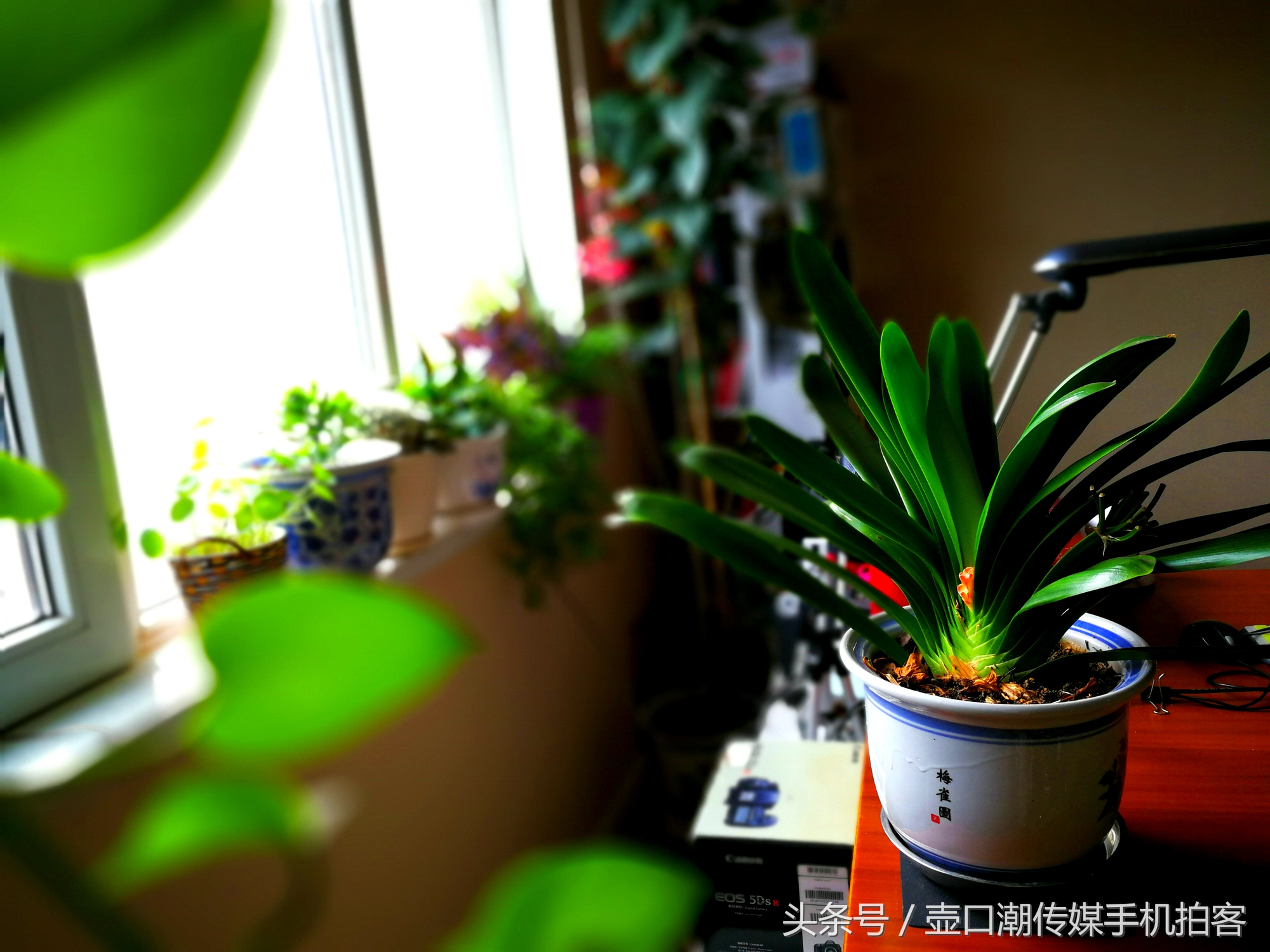 临汾：手机拍拍工作室的花~再好的装修也比不了和大自然和谐相处