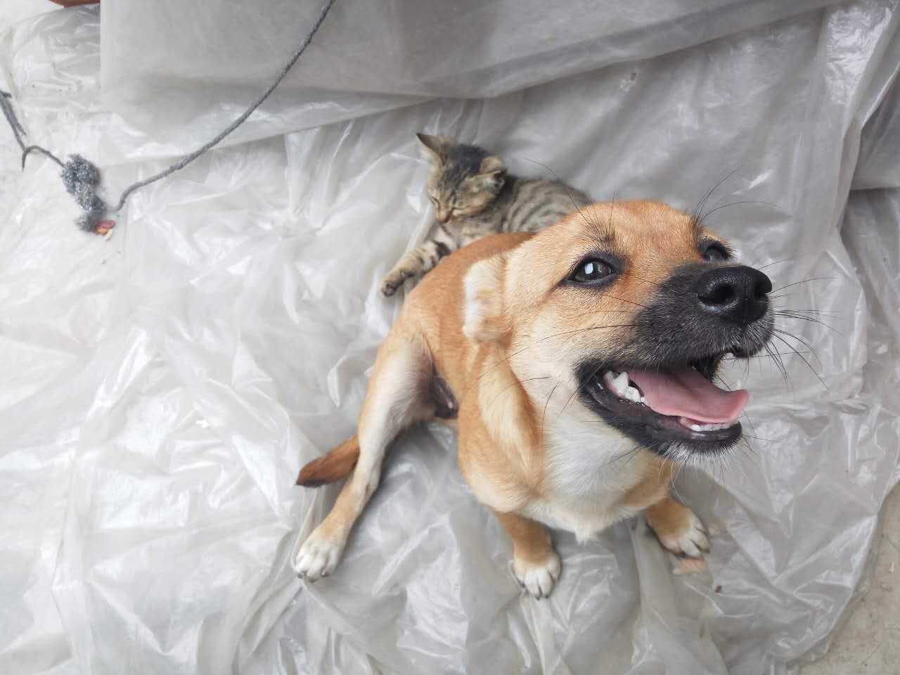 五岁的泰迪狗犬突然死了什么原因,泰迪狗突然尖叫随后死亡