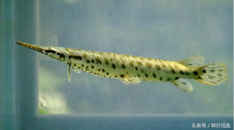 盘点鱼缸里罕见的七大怪兽，够胆你就养一条！