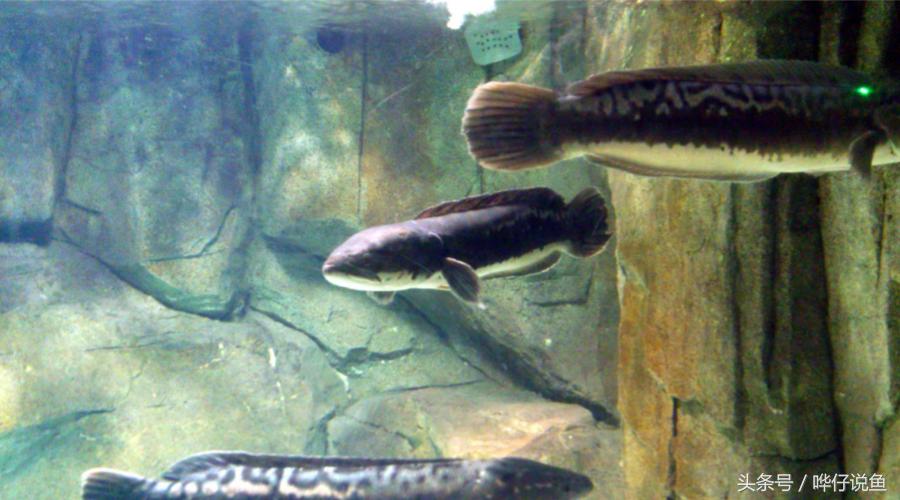 盘点鱼缸里罕见的七大怪兽，够胆你就养一条！