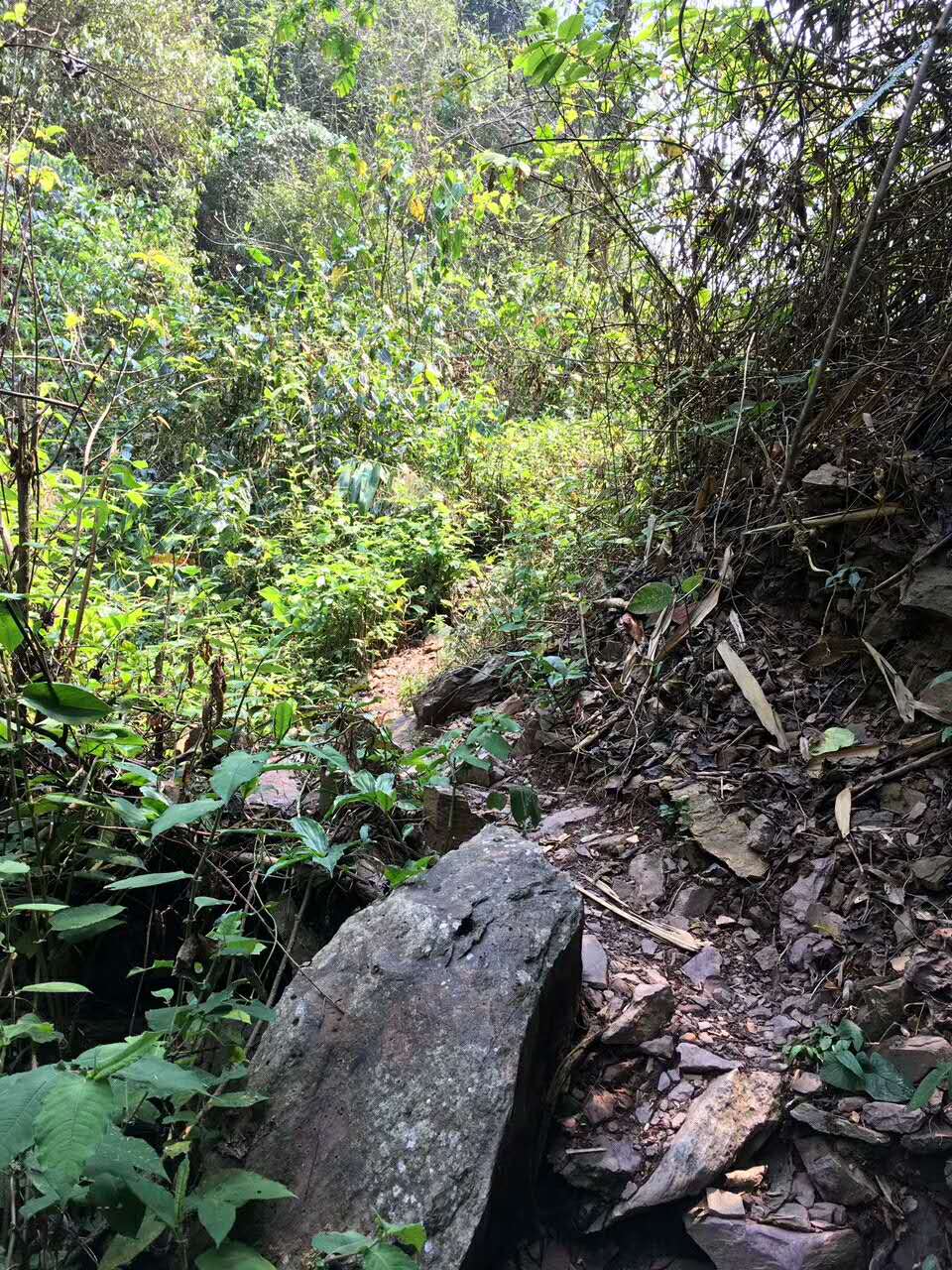 易武哪个山头普洱茶最好,普洱茶的易武正山是什么意思