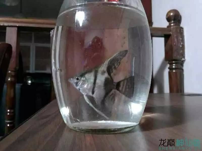 新手治鱼病,治疗鱼病的药物