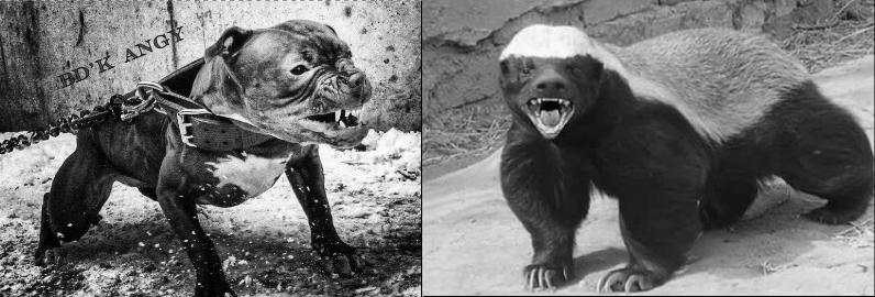 斗犬之王比特犬对上非洲二哥鬣狗,平头哥蜜獾比特