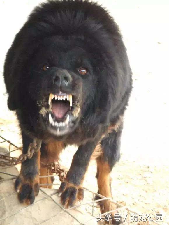 比特属于禁养犬吗,比特犬禁养国家名单