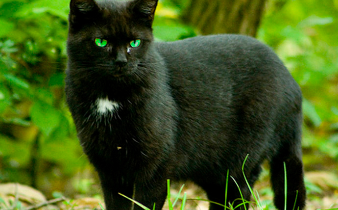 民间故事生蛇胎全集,民间故事结婚生孩子