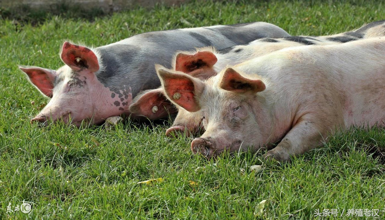 猪厌食不爱吃东西怎么办,猪消瘦不吃食是什么原因怎么治疗