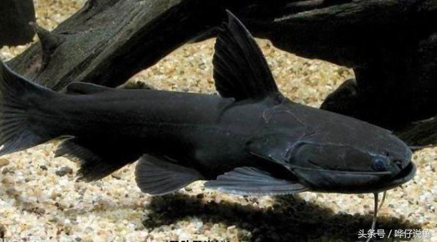 盘点鱼缸里罕见的七大怪兽，够胆你就养一条！
